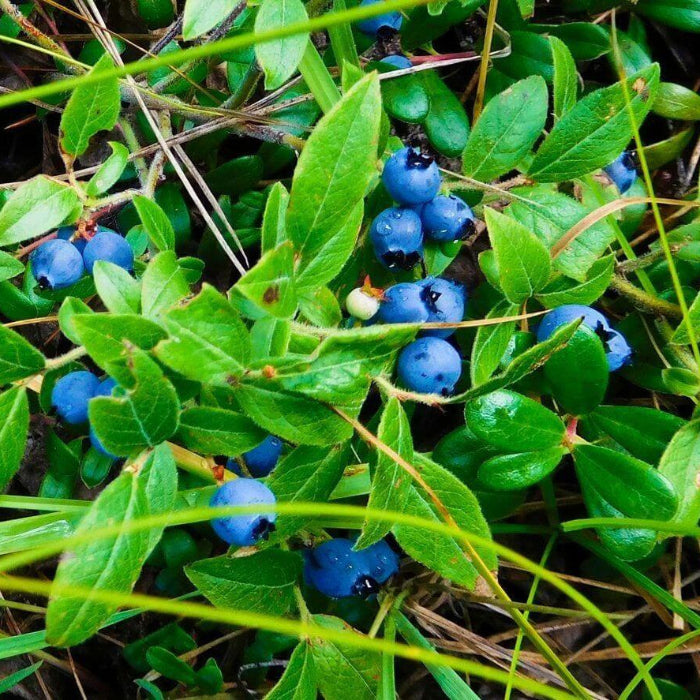 Woodland Berry Plants Seeds