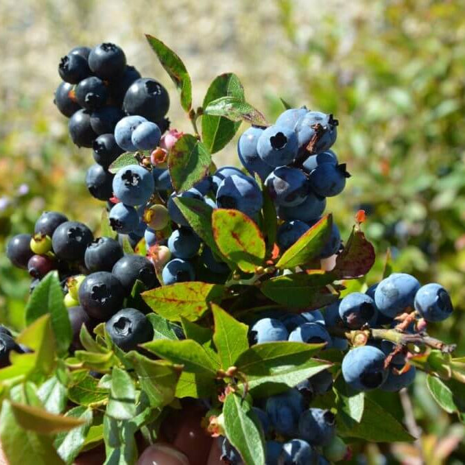 Woodland Berry Plants Seeds