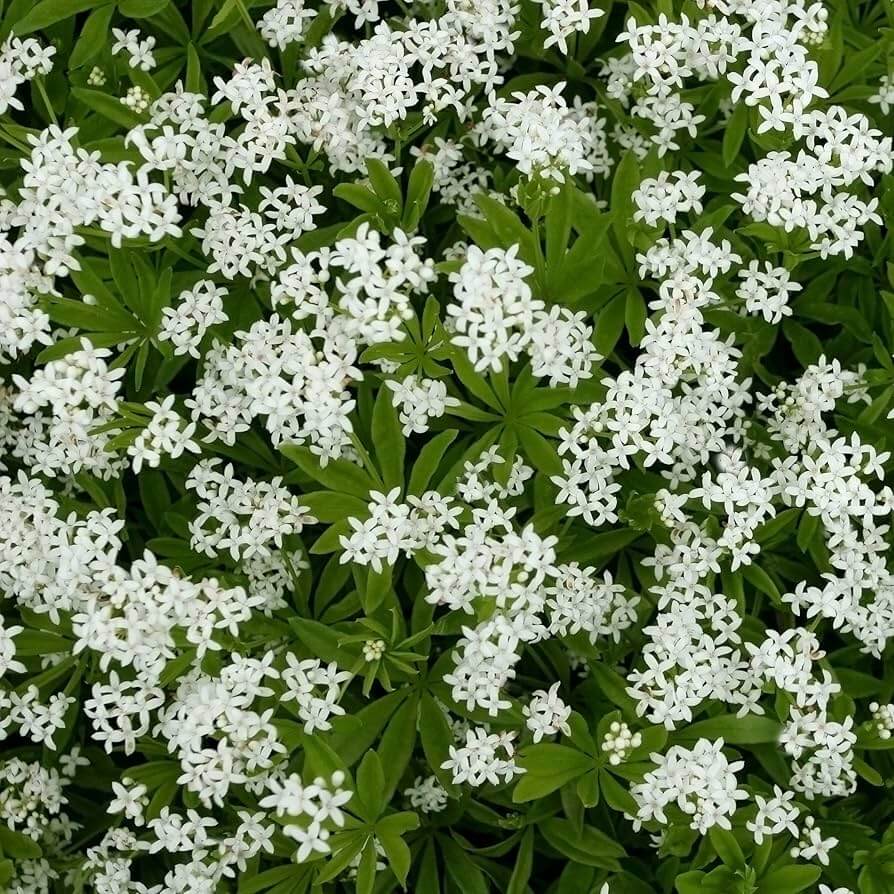 Woodland Garden Herbs Seeds - Herbal Plant