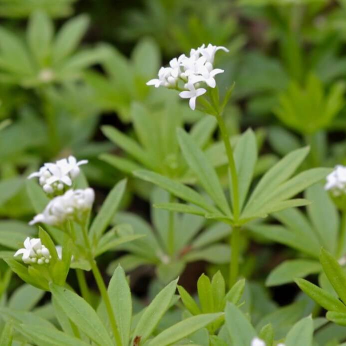 Woodland Garden Herbs Seeds - Herbal Plant