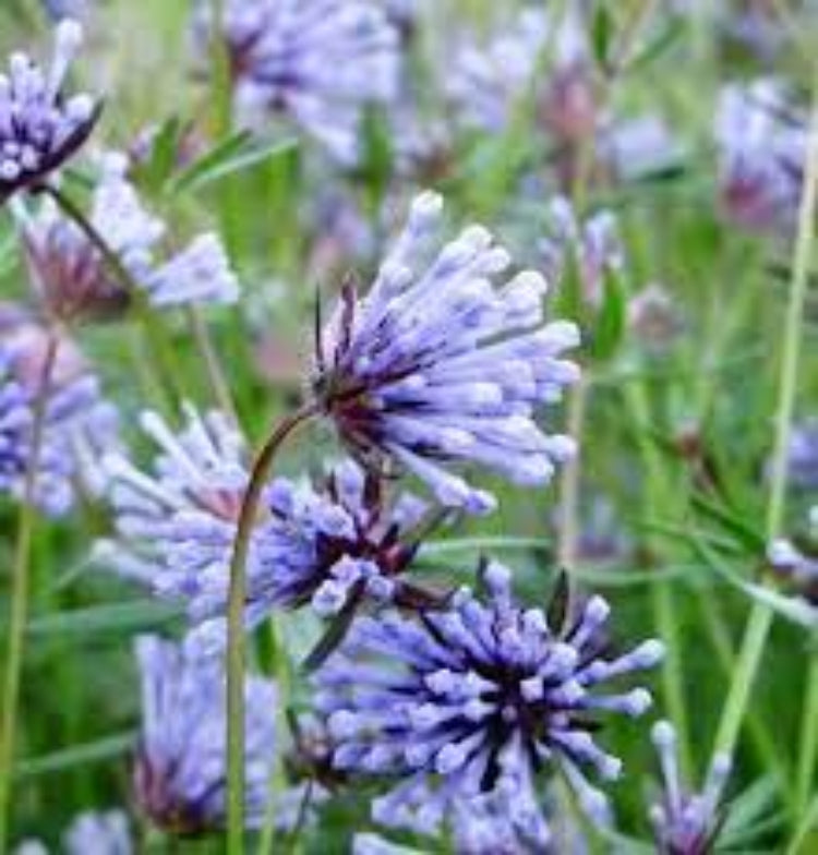 Woodruff Seeds – Blue Surprise
