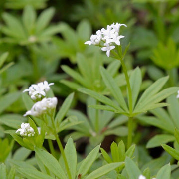 Woodruff Seeds -  Flower Plant for Home Gardens