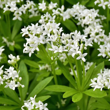 Woodruff Seeds -  Flower Plant for Home Gardens