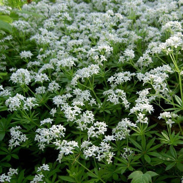 Woodruff Seeds – Sweet

