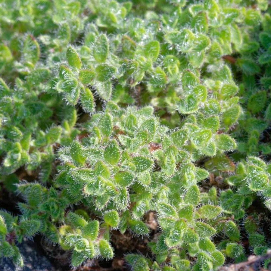 Woolly Blue Thyme Seeds