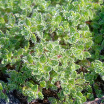 Woolly Blue Thyme Seeds