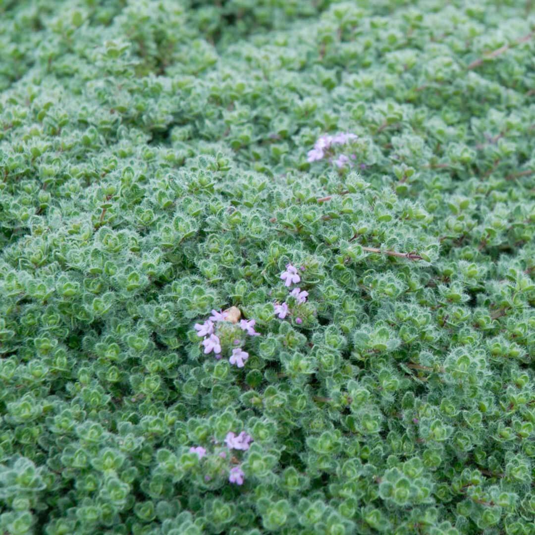 Woolly Blue Thyme Seeds