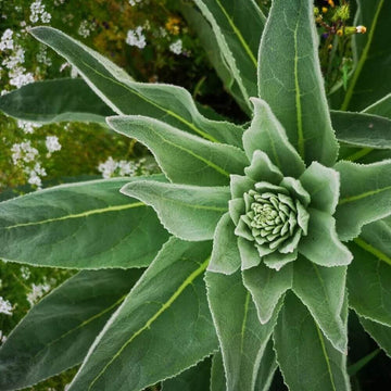 Woolly Mullein Seeds - Herbal Plant