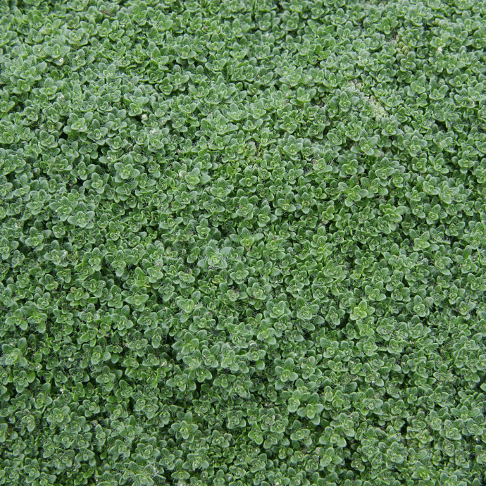 Woolly Thyme Seeds - Flower Plant