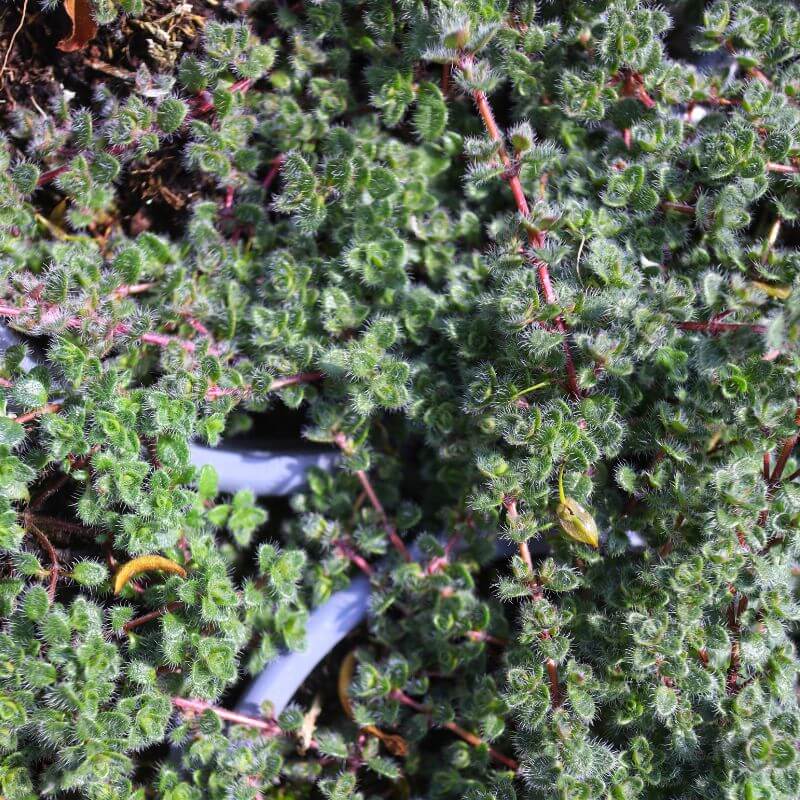Woolly Thyme Seeds - Flower Plant