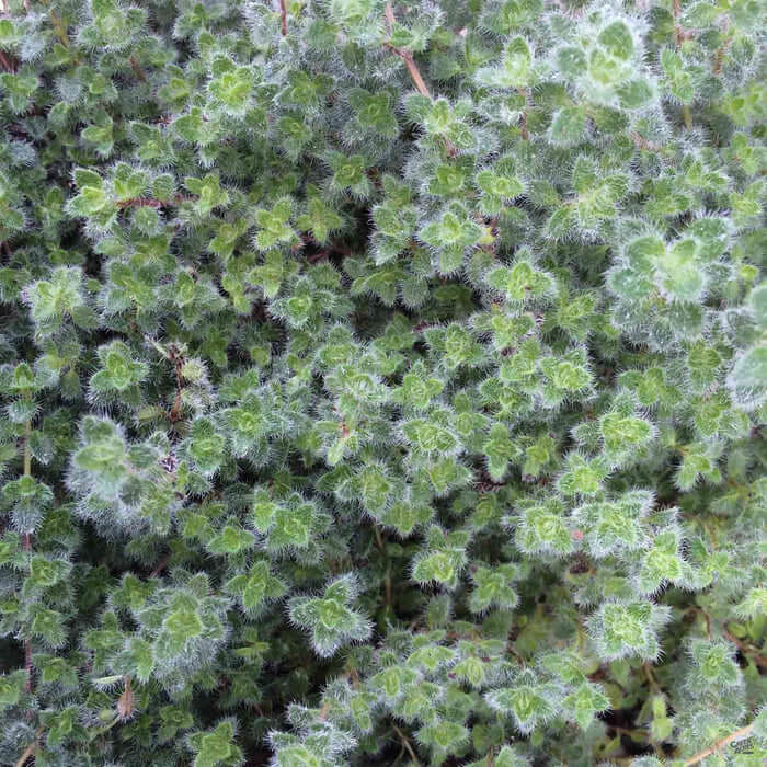 Woolly Thyme Seeds - Flower Plant