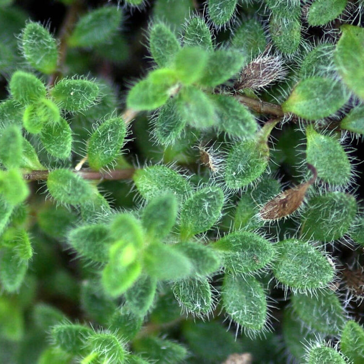 Woolly Thyme Seeds - Flower Plant