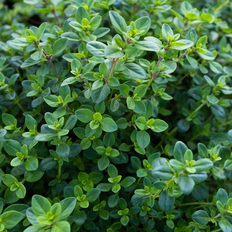 Woolly Thyme Seeds - Flower Plant