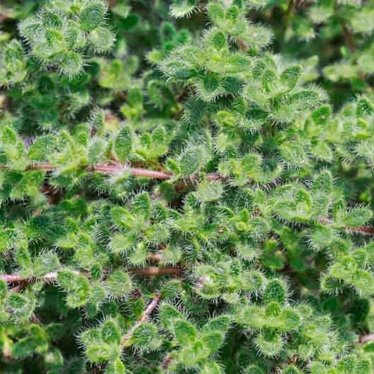 Woolly Thyme Seeds for Planting