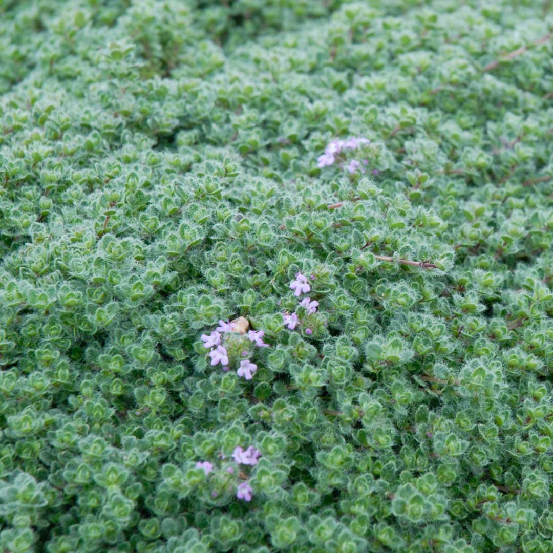 Woolly Thyme Seeds for Planting