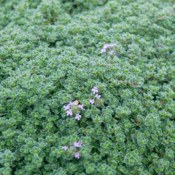 Woolly Thyme Seeds for Planting