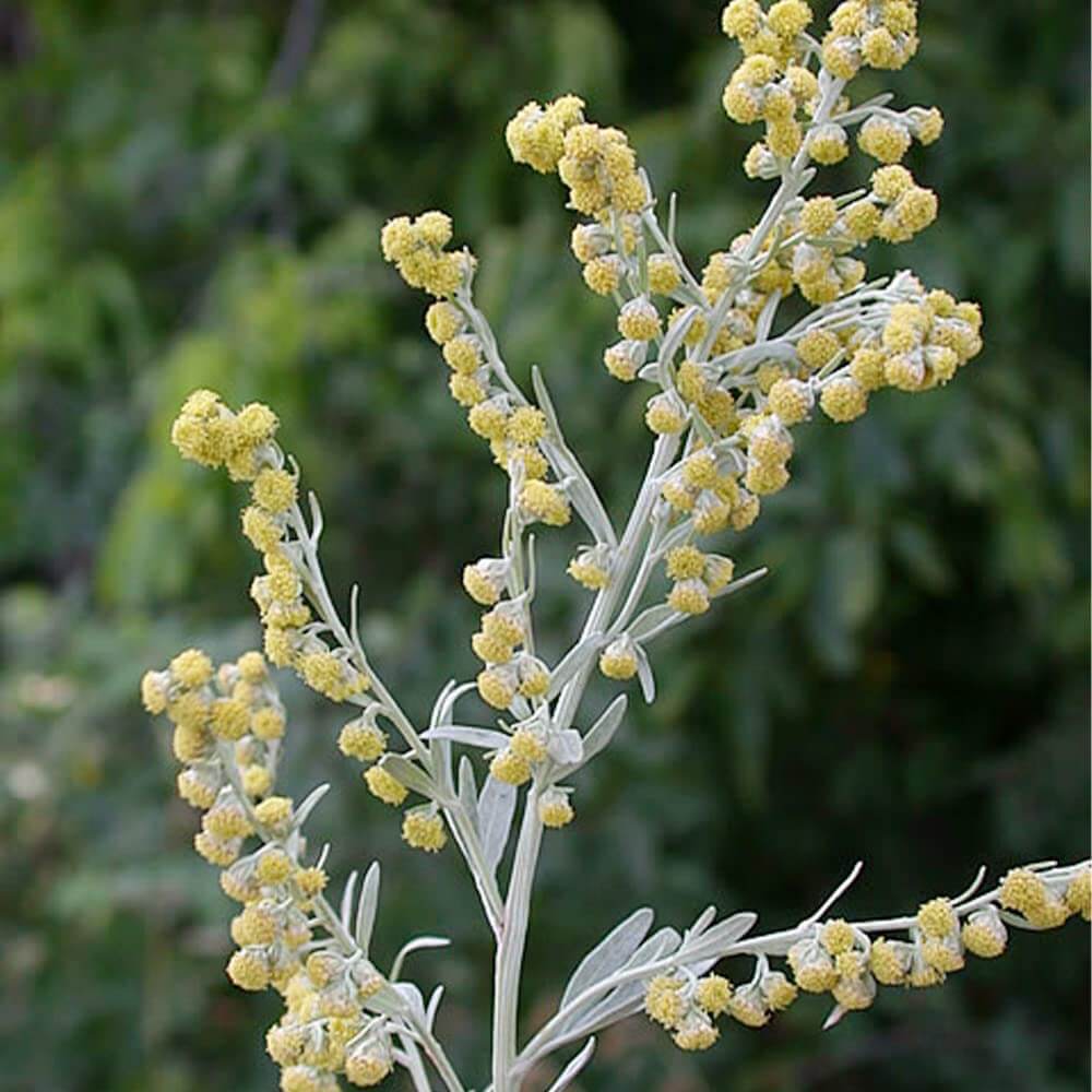 Wormwood Seeds – Absinthe