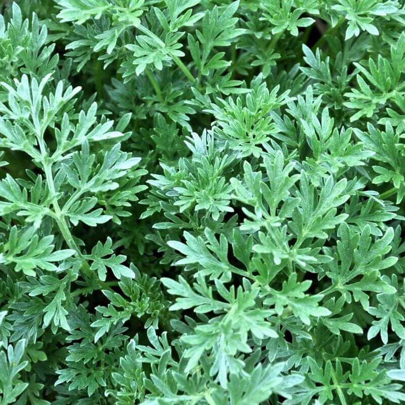 Wormwood Seeds – Absinthe Green Ginger
