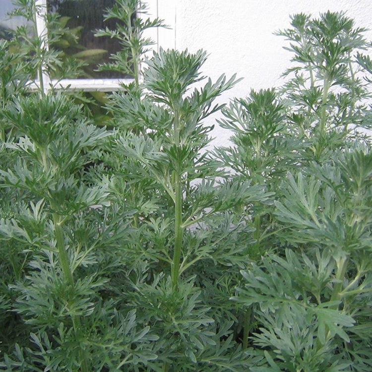 Wormwood Seeds – Absinthe Green Ginger
