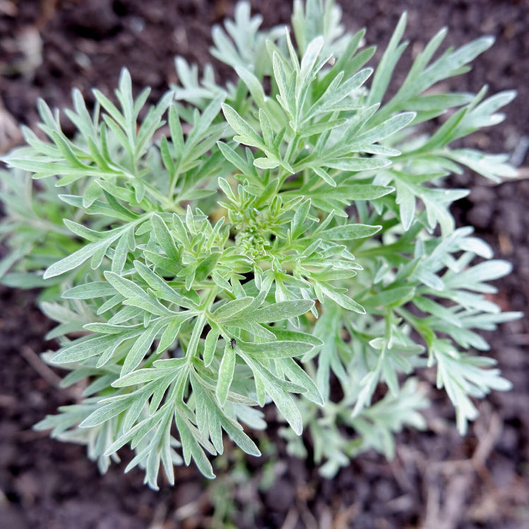 Wormwood Seeds – Absinthe