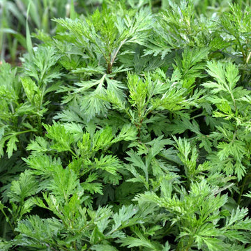 Wormwood Seeds – Artemisia Absinthium
