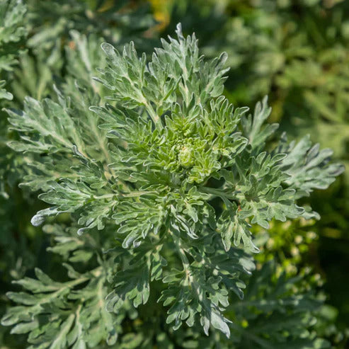 Wormwood Seeds – Artemisia Absinthium
