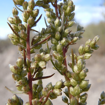 Wormwood Seeds – Beach Silvermound

