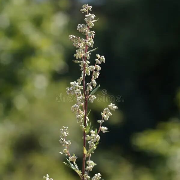 Wormwood Seeds – Beach Silvermound
