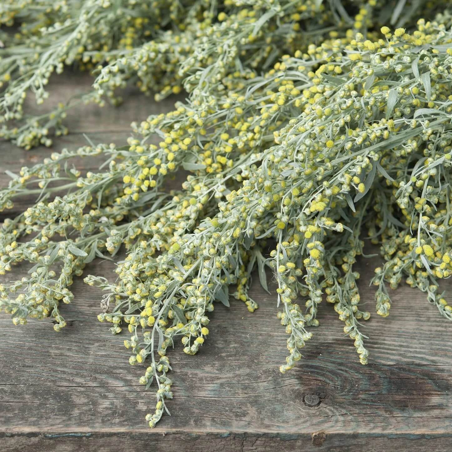 Wormwood Seeds – Absinthe