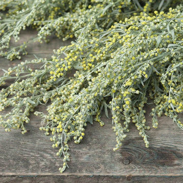 Wormwood Seeds – Absinthe