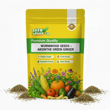 Wormwood Seeds – Absinthe Green Ginger