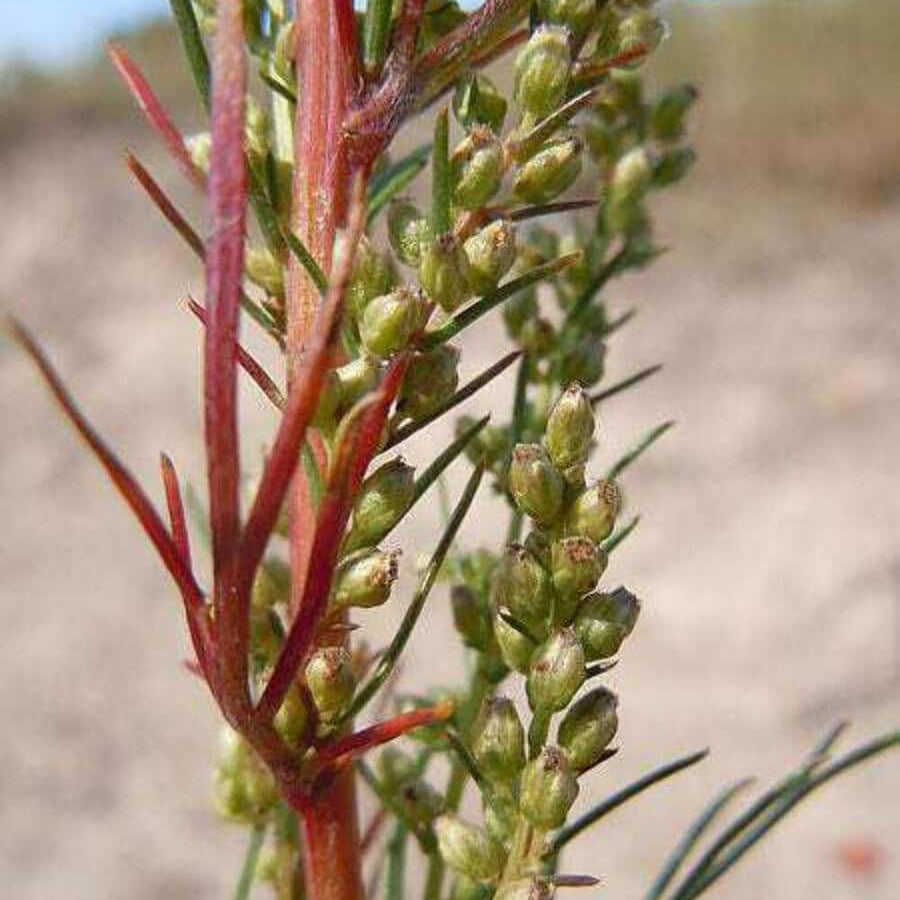 Wormwood Seeds – Beach Silvermound
