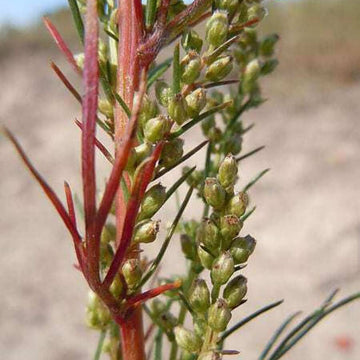 Wormwood Seeds – Beach Silvermound
