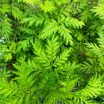 Wormwood Seeds – Sweet Annie