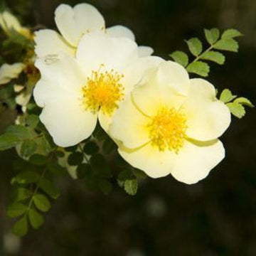 Xanthina Rose Seeds – Wildflower Mix Heirloom