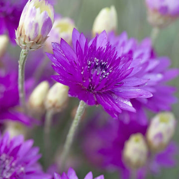 Xeranthemum Seeds – Annuum
