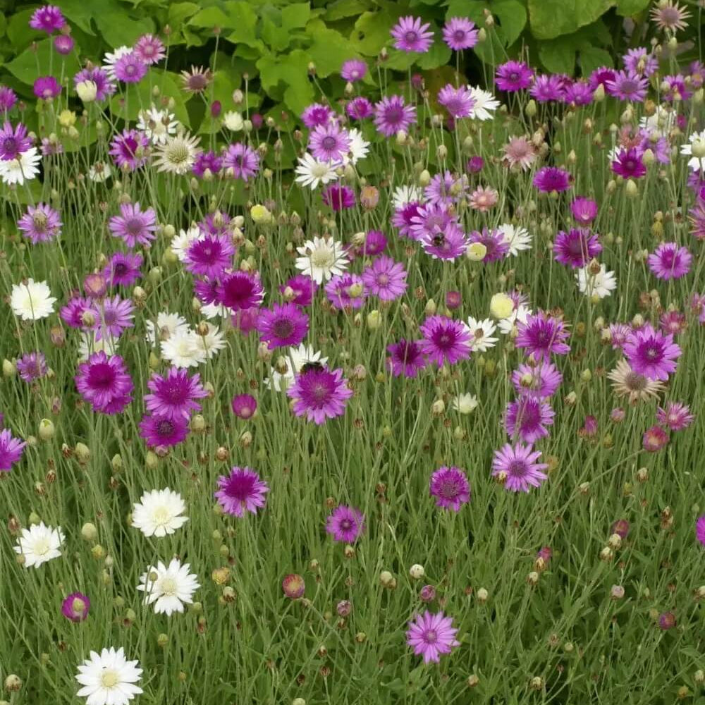 Xeranthemum Seeds – Annuum
