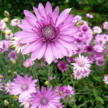 Xeranthemum Seeds – Immortal
