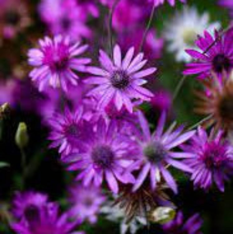 Xeranthemum Seeds – Immortal
