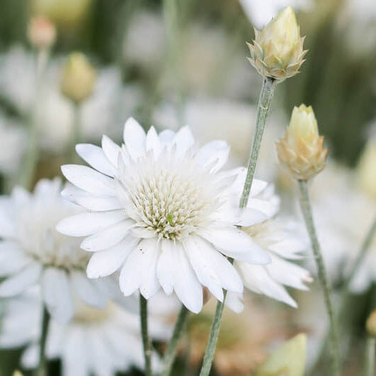 Xeranthemum Seeds - All In One For Home Gardens