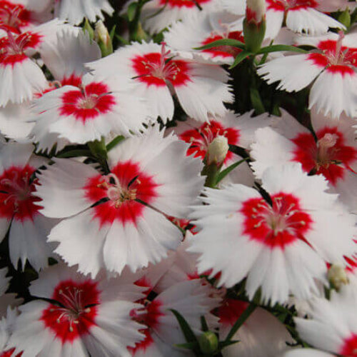 Xeranthemum Seeds - All In One For Home GardensXeranthemum Seeds - All In One For Home Gardens
