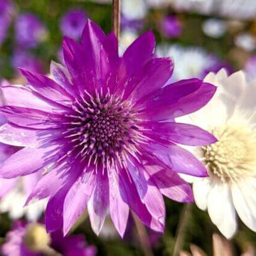 Xeranthemum Seeds – Annuum
