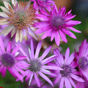 Xeranthemum Seeds – Immortal
