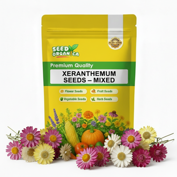 Xeranthemum Seeds – Mixed