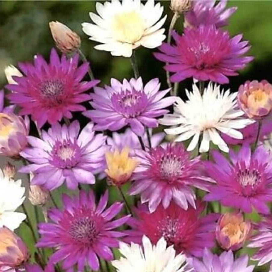 Xeranthemum Seeds – Vintage