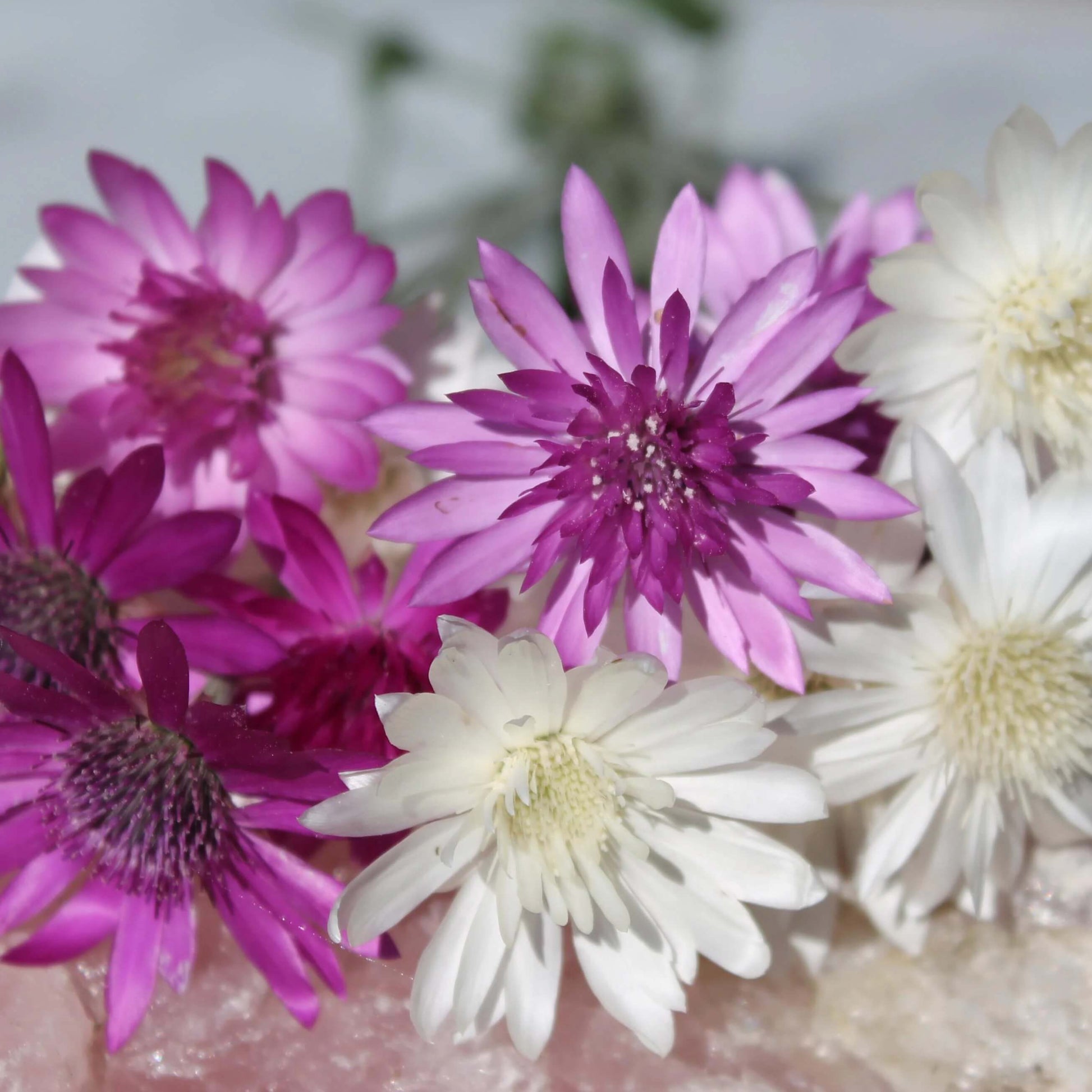 Xeranthemum Seeds – Vintage