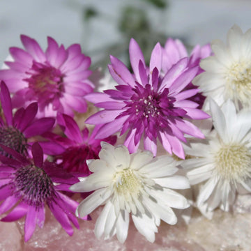 Xeranthemum Seeds – Vintage