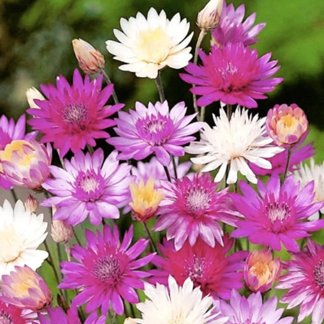 Xeranthemum Seeds – Vintage