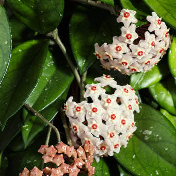 Hoya Carnosa Seeds – Wax Plant