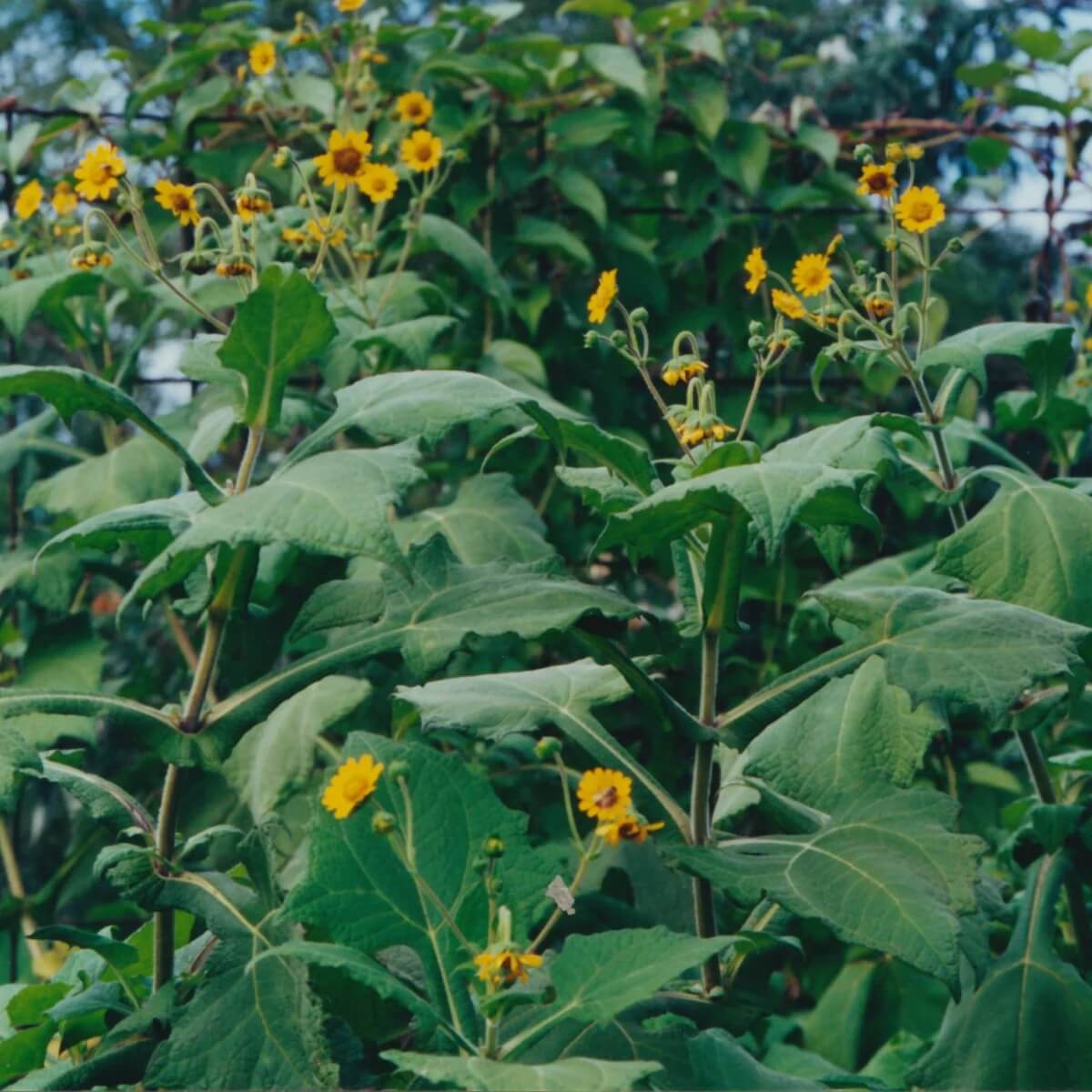 Yacon Planting Seeds - Vegetable Plant